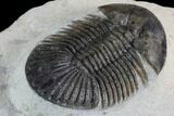 Metascutellum Trilobite - Very Pustulose With Axial Spines #98585-3